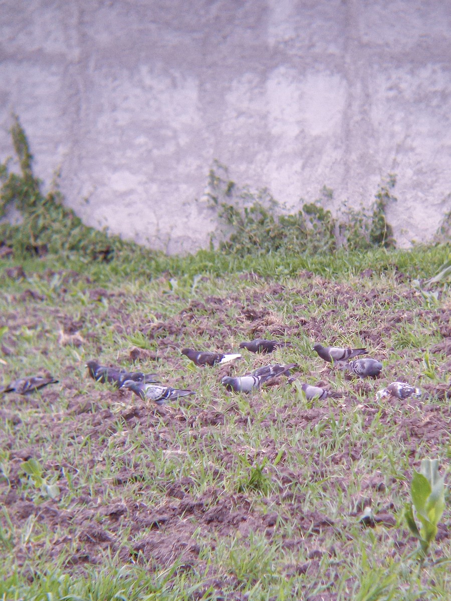 Rock Pigeon (Feral Pigeon) - ML603214441