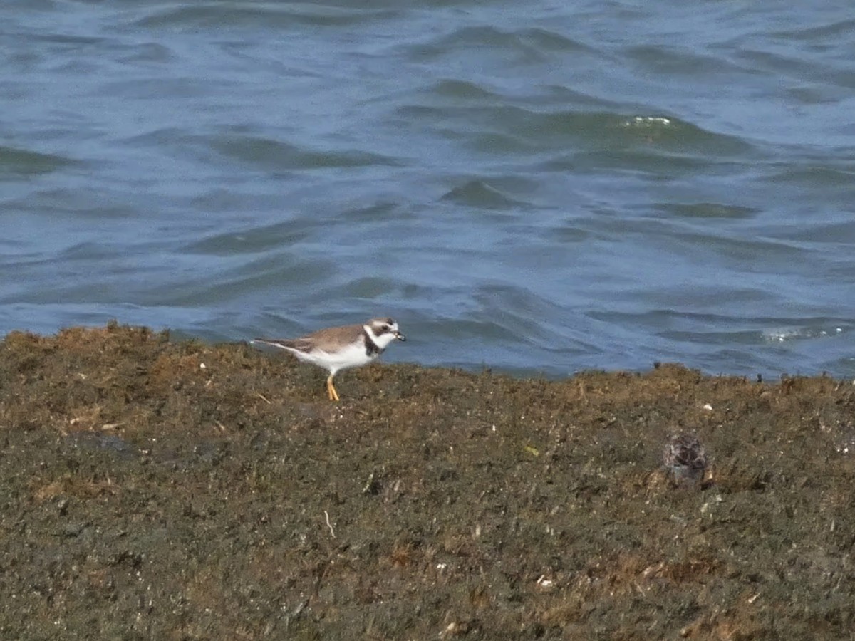 Semipalmated Plover - ML603222041