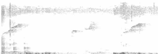 Graubauch-Dickichtschlüpfer - ML603223991