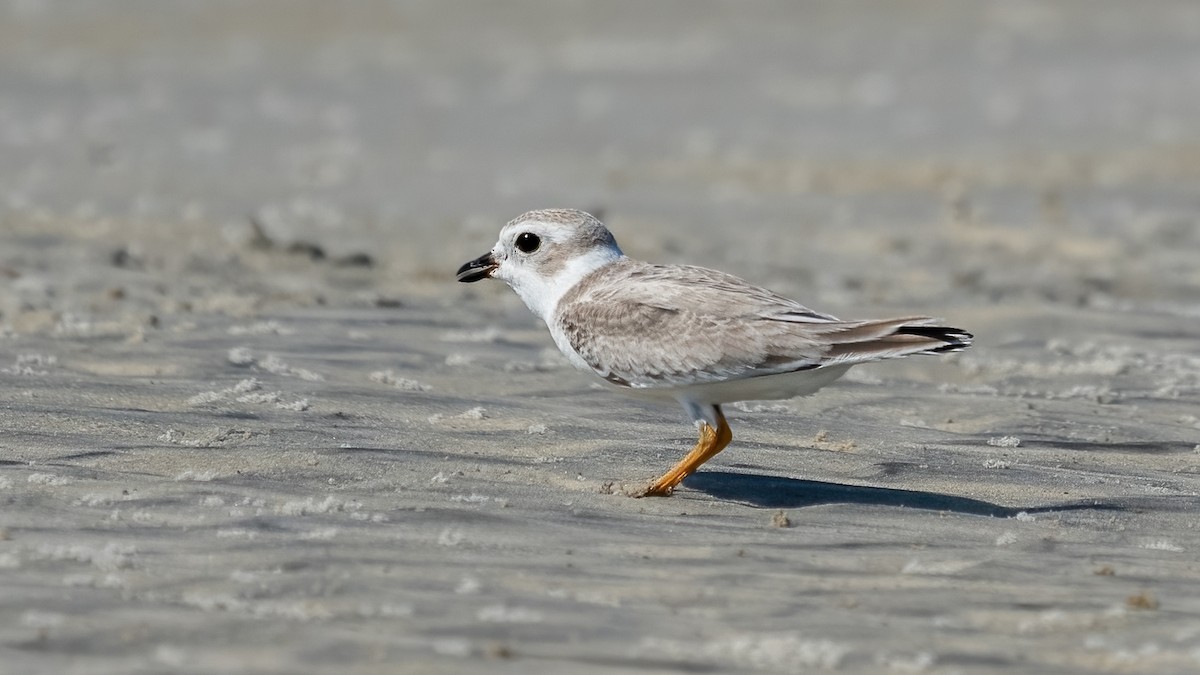 Piping Plover - ML603224731