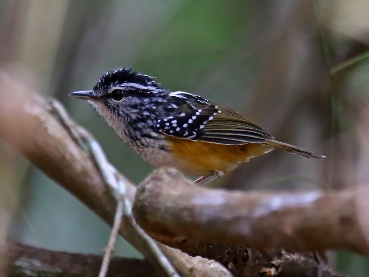 Rondonia Warbling-Antbird - Carmen Lúcia Bays Figueiredo