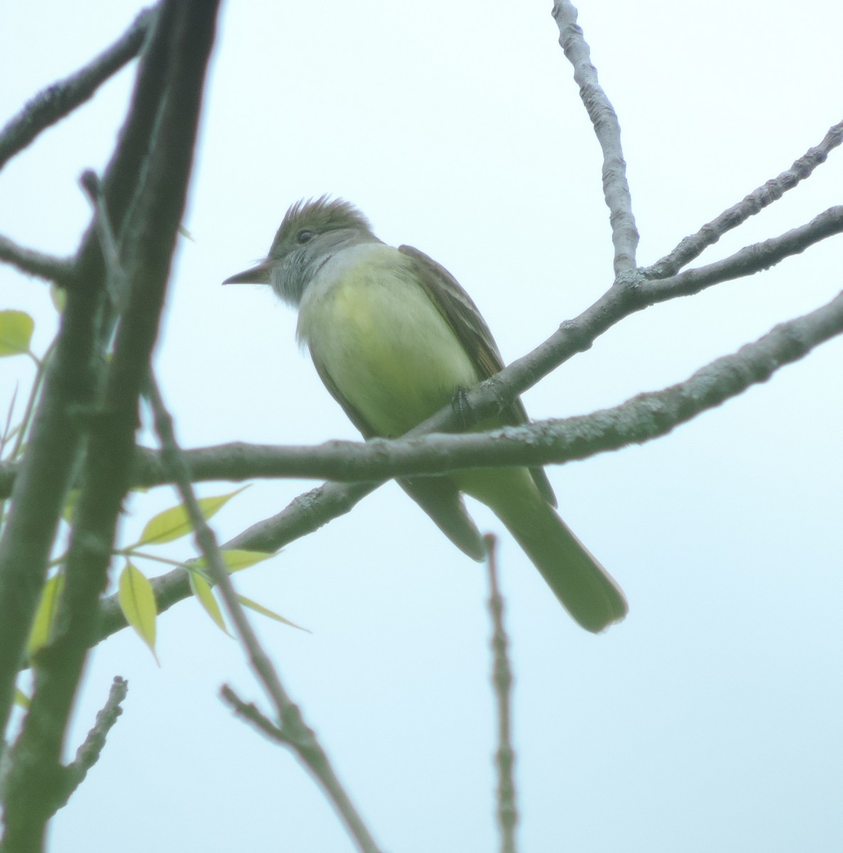 Great Crested Flycatcher - ML60322891