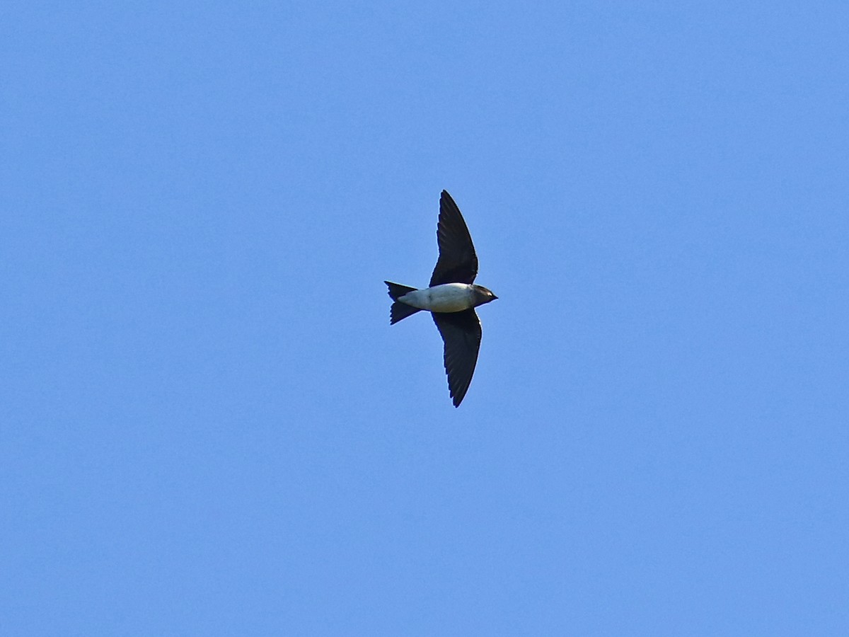 Brown-chested Martin - ML60323641