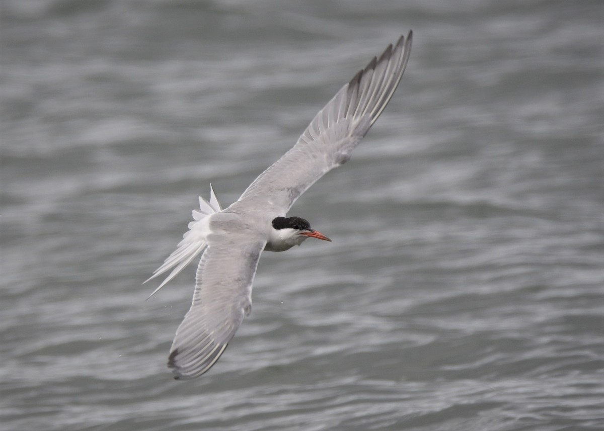 Common Tern - Joseph Smith