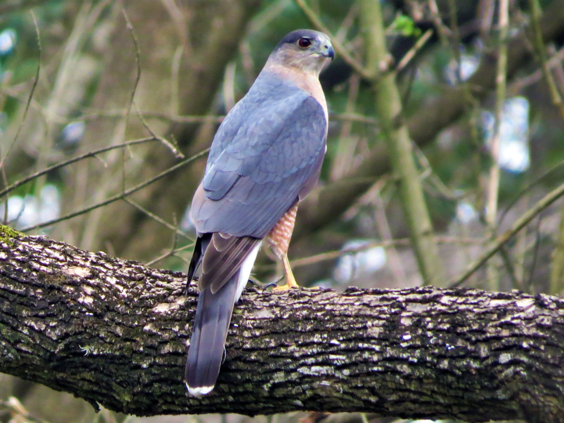 Cooper's Hawk eBird