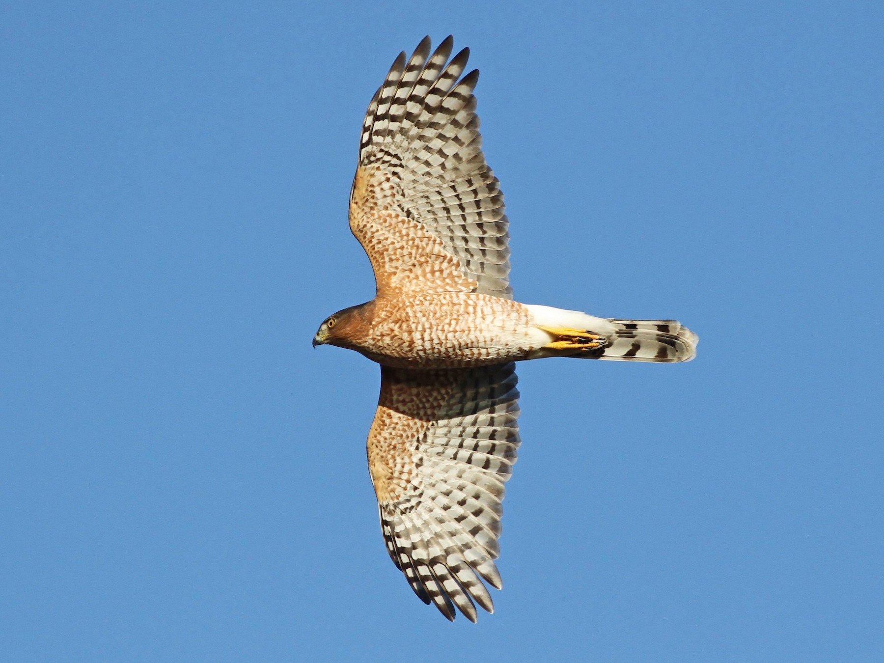 Cooper's Hawk - Alex Lamoreaux