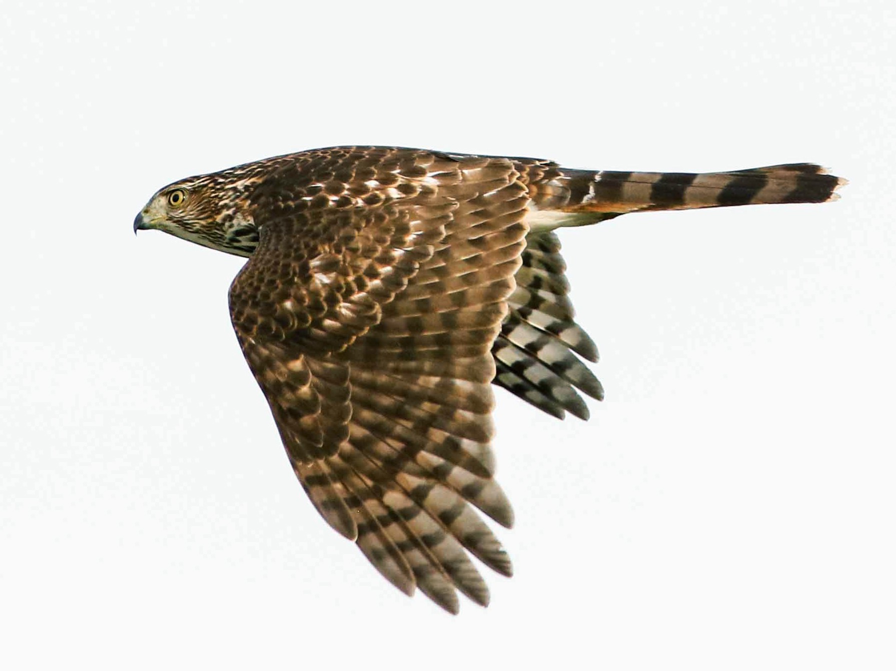 Cooper's Hawk eBird Québec