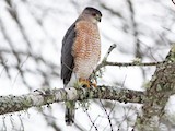 Cooper's Hawk - Habitat regional charts - eBird Status and Trends