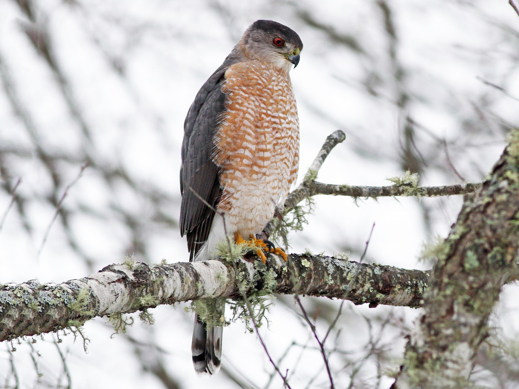 Cooper's Hawk - New Zealand Bird Atlas