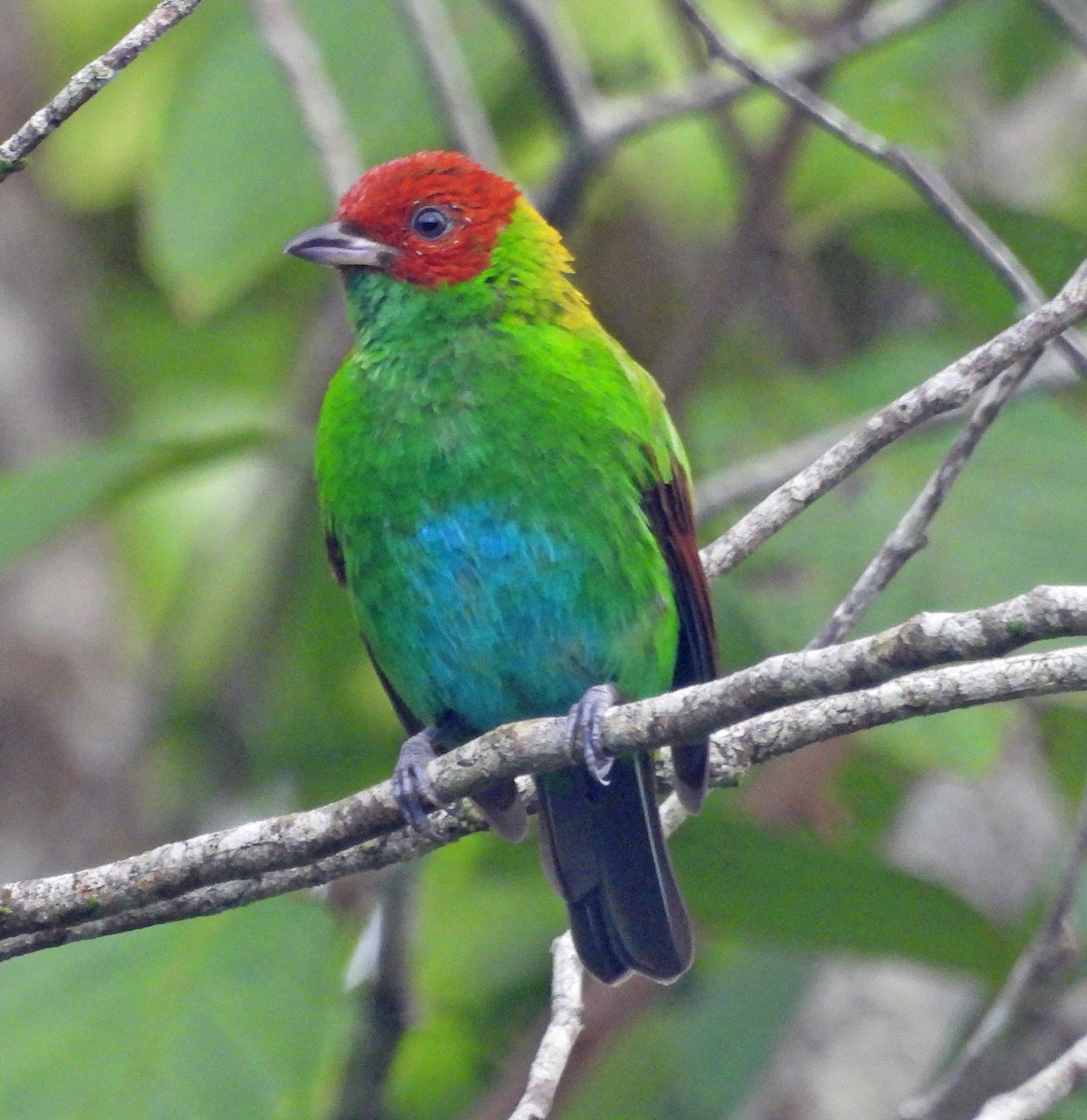 Rufous-winged Tanager - ML603250141