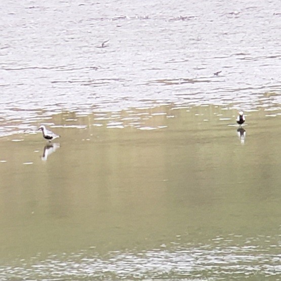 eBird Checklist 13 Aug 2023 Wood Dale Reservoir 34 species (+5