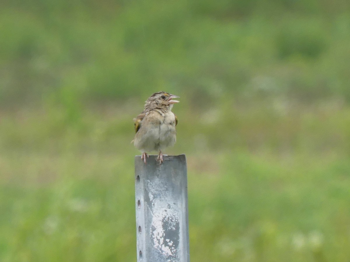 Grasshopper Sparrow - ML603255101