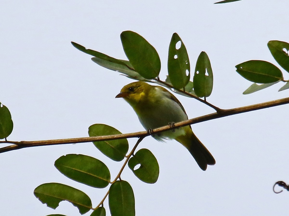 Yellow-backed Tanager - ML60325601