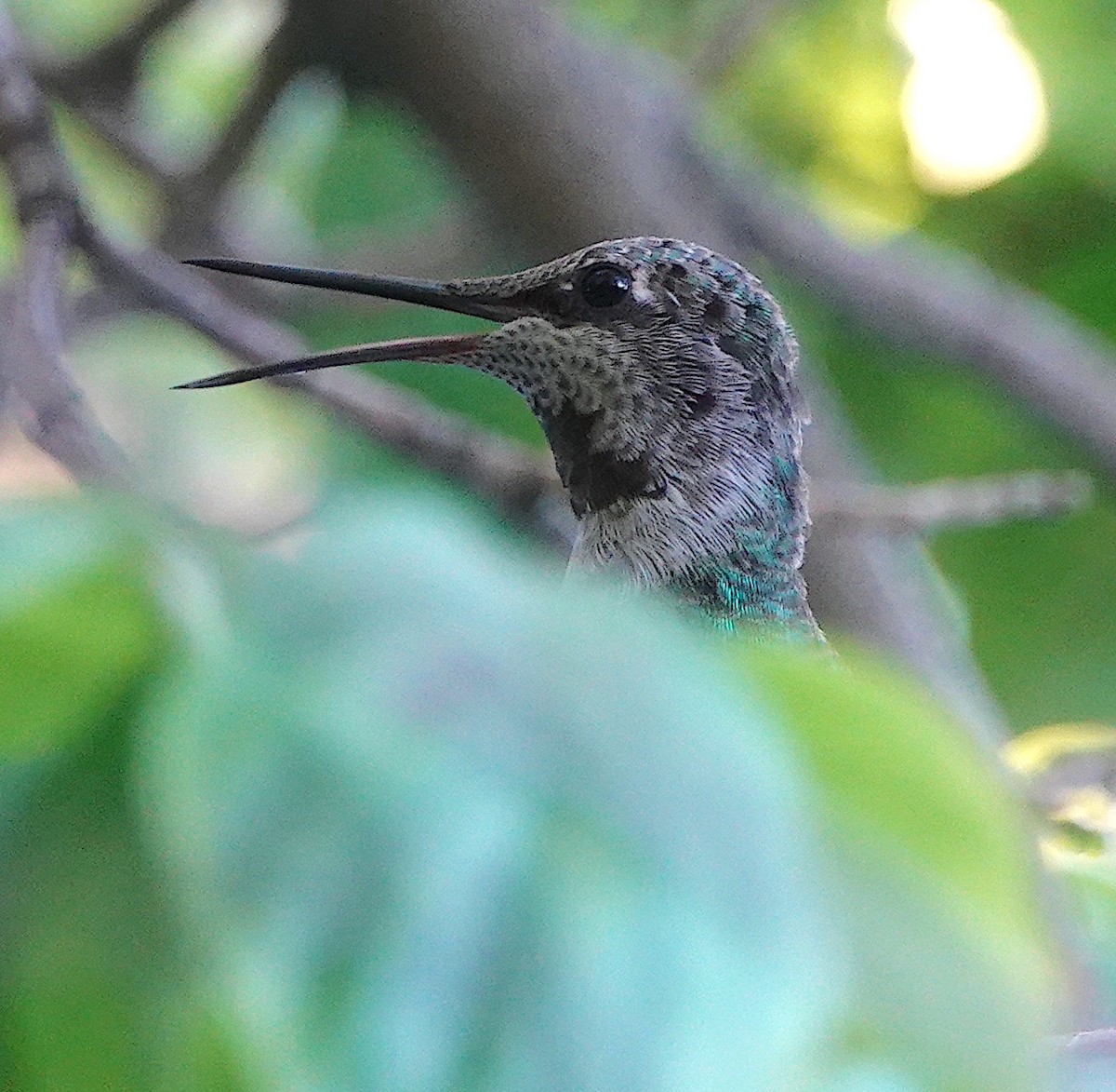 Anna's Hummingbird - John Hanna