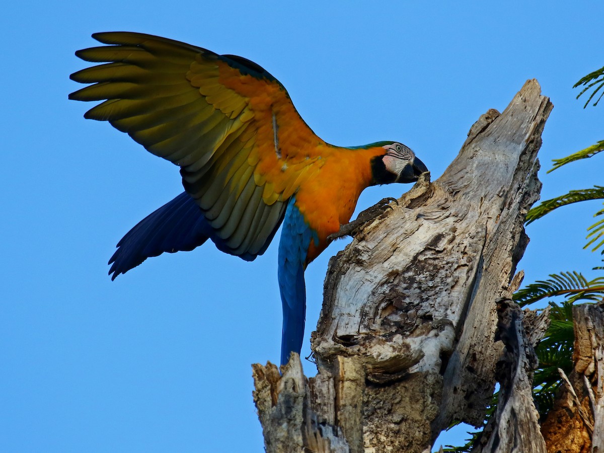 Blue-and-yellow Macaw - ML60325991