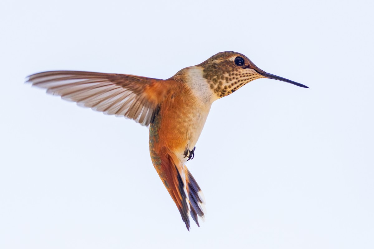 Rufous Hummingbird - Lesley Tullis
