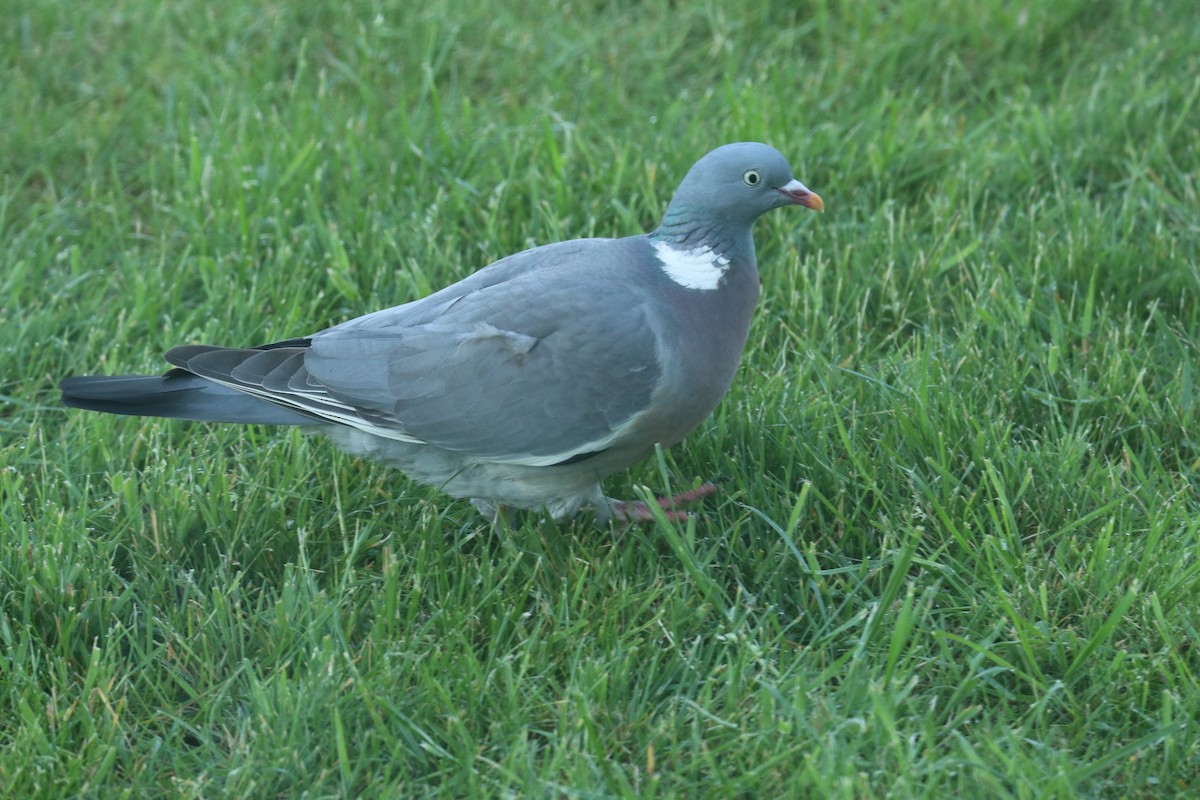 Common Wood-Pigeon - Loch Kilpatrick