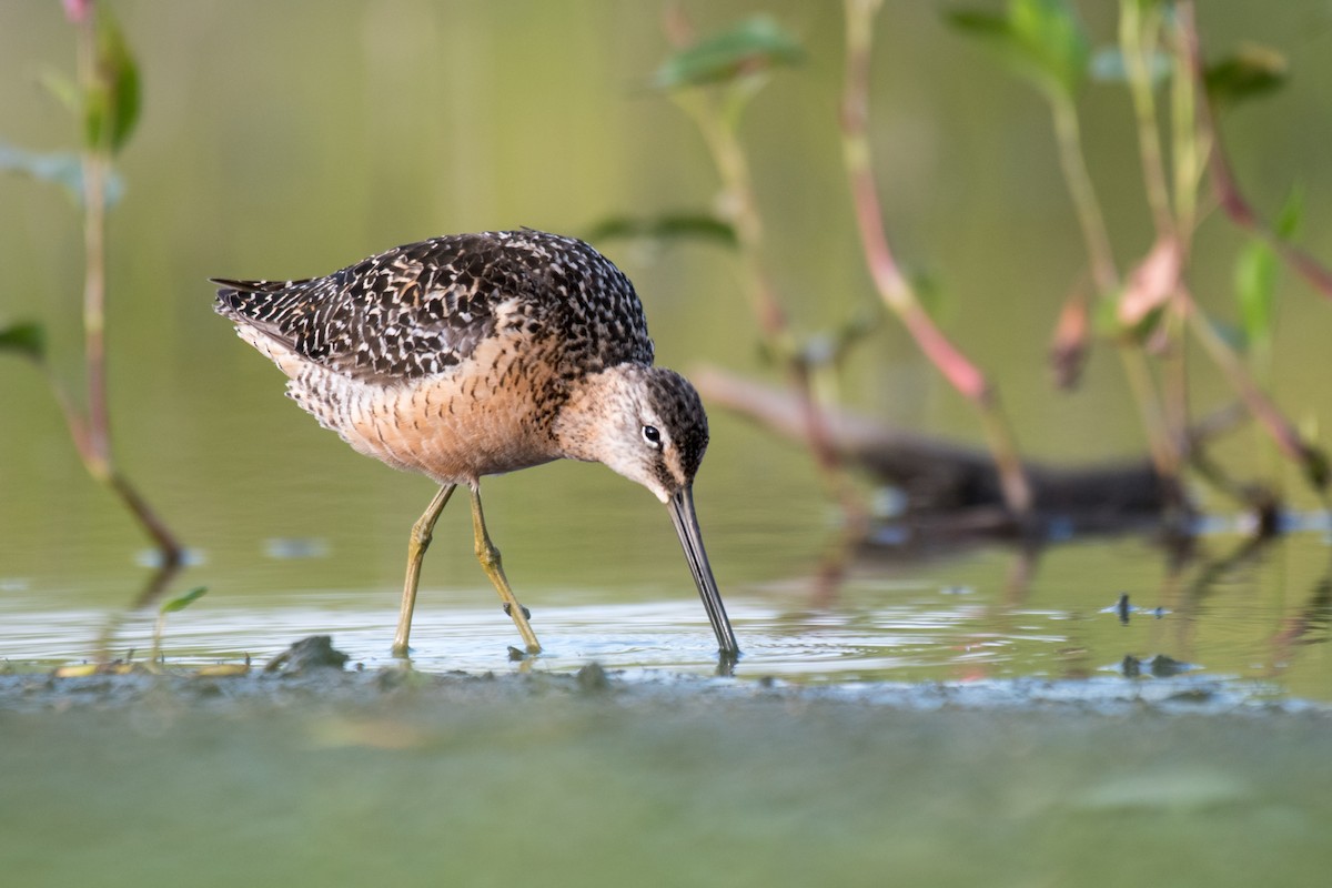 Long-billed Dowitcher - ML603273261