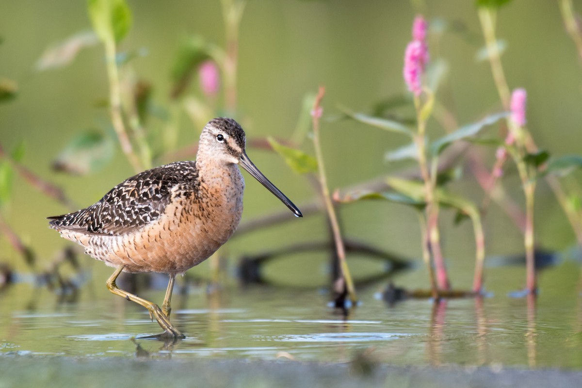 Long-billed Dowitcher - ML603273291