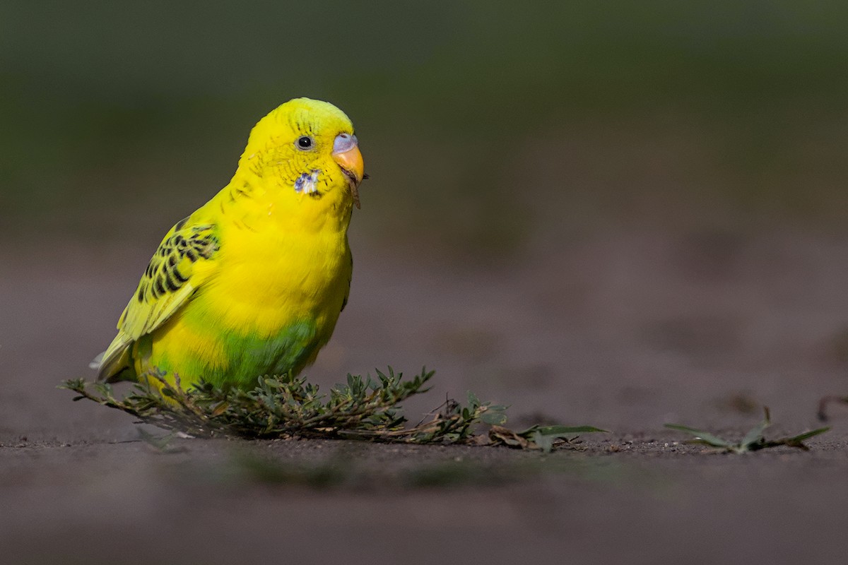 Budgerigar (Domestic type) - Max Kelly