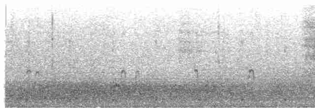 svartkronestylteløper (mexicanus) - ML603275921
