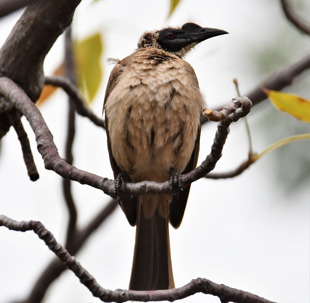 Silver-crowned Friarbird - ML603277001