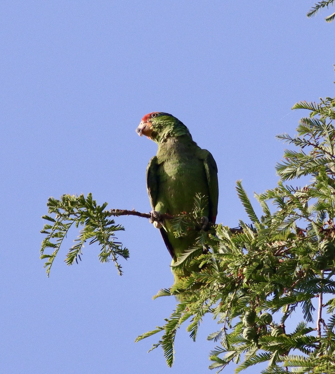 Red-crowned Parrot - ML603277831
