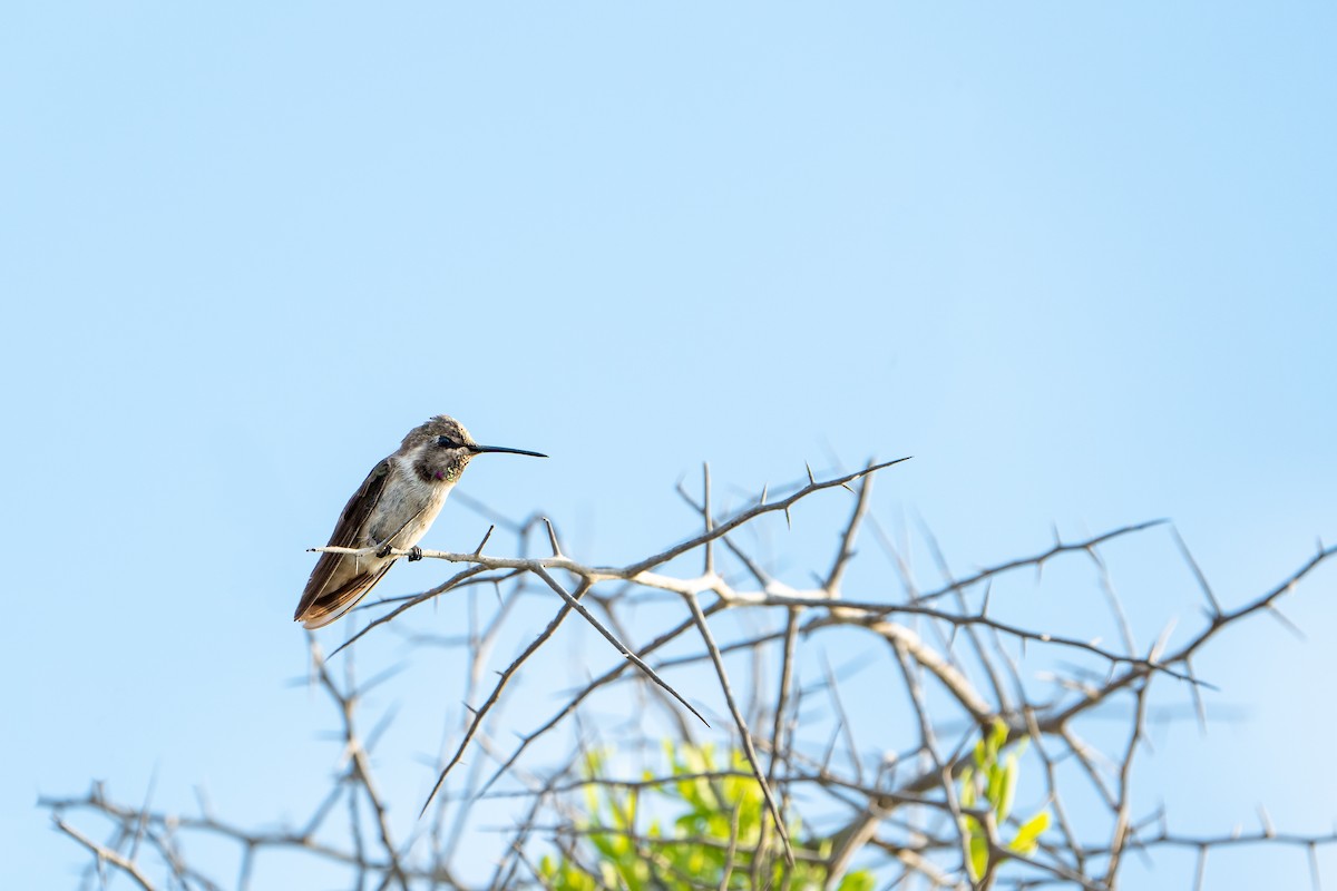 Costa's Hummingbird - ML603284751