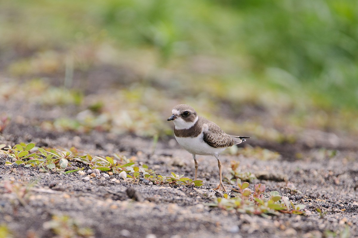 Semipalmated Plover - ML603290411