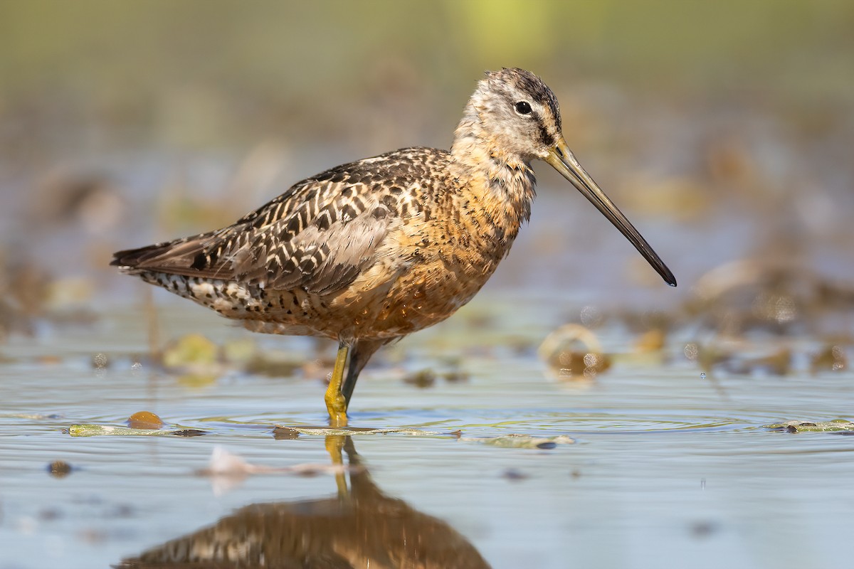 Long-billed Dowitcher - ML603291481