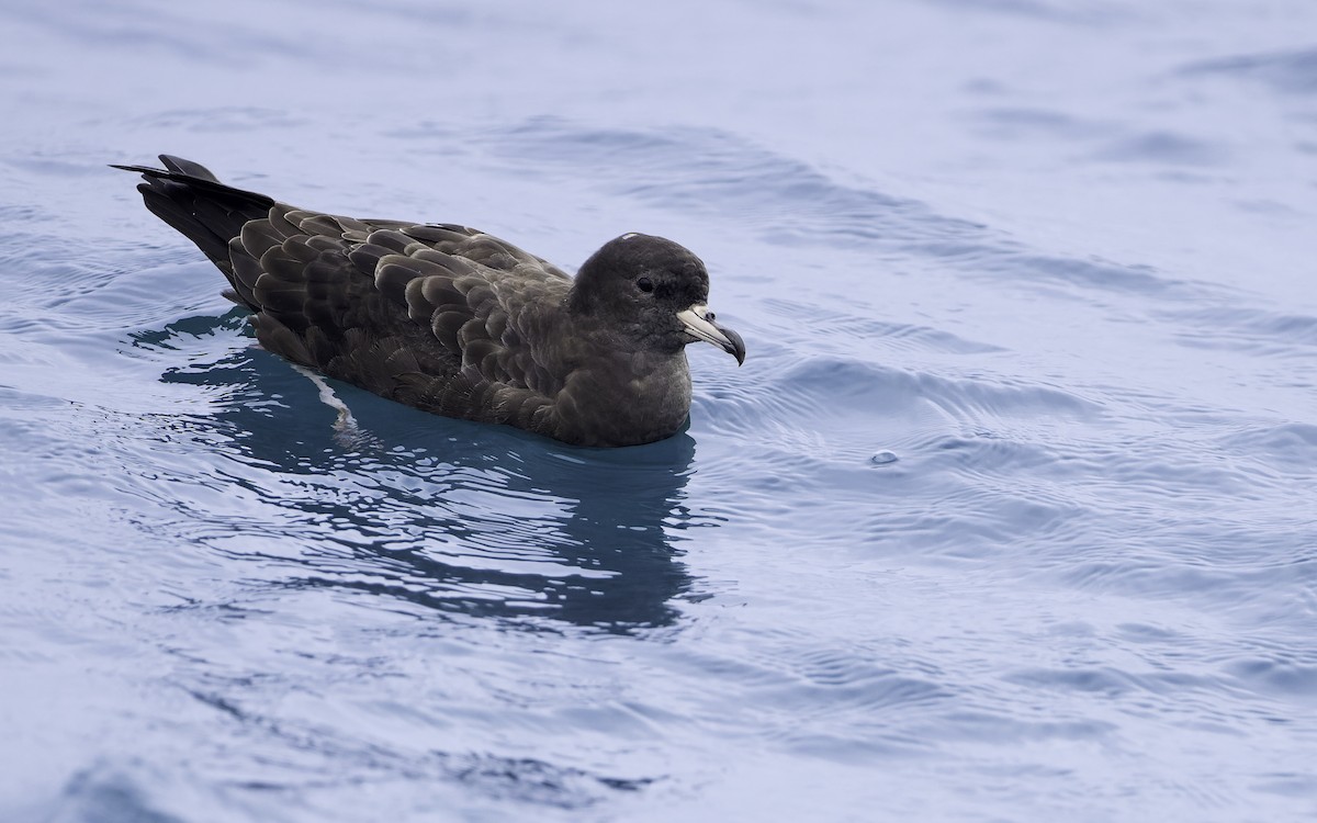 Flesh-footed Shearwater - ML603293621