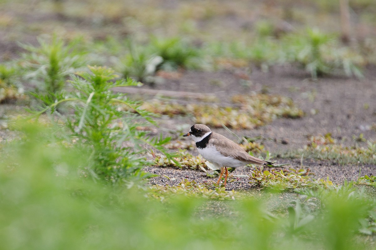 Semipalmated Plover - ML603293651