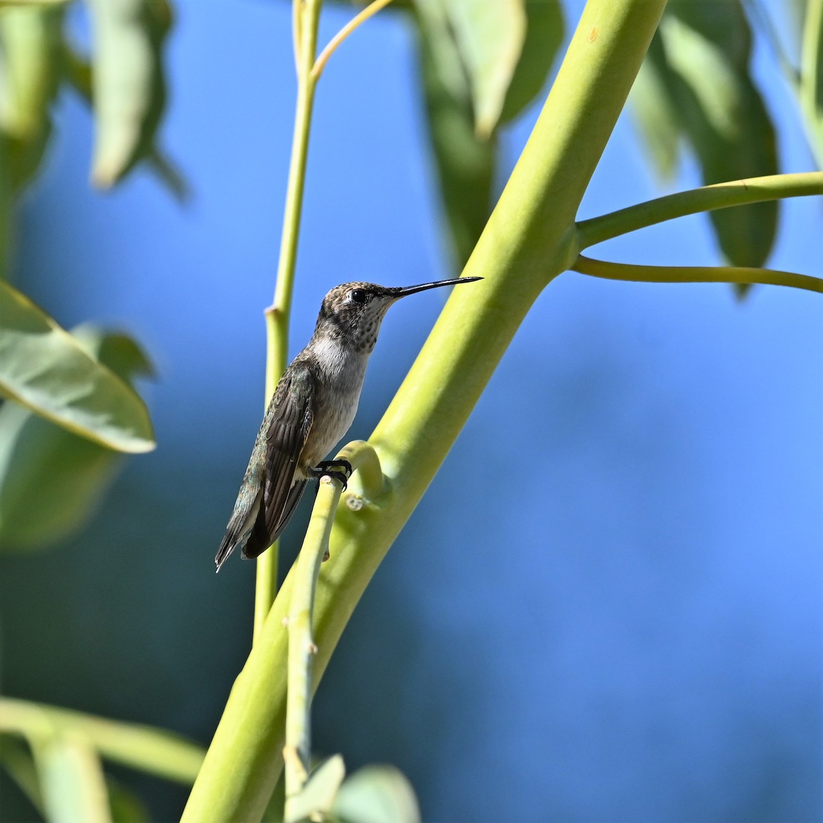 eBird Checklist 13 Aug 2023 Higley and Ocotillo Rds. ponds 29 species