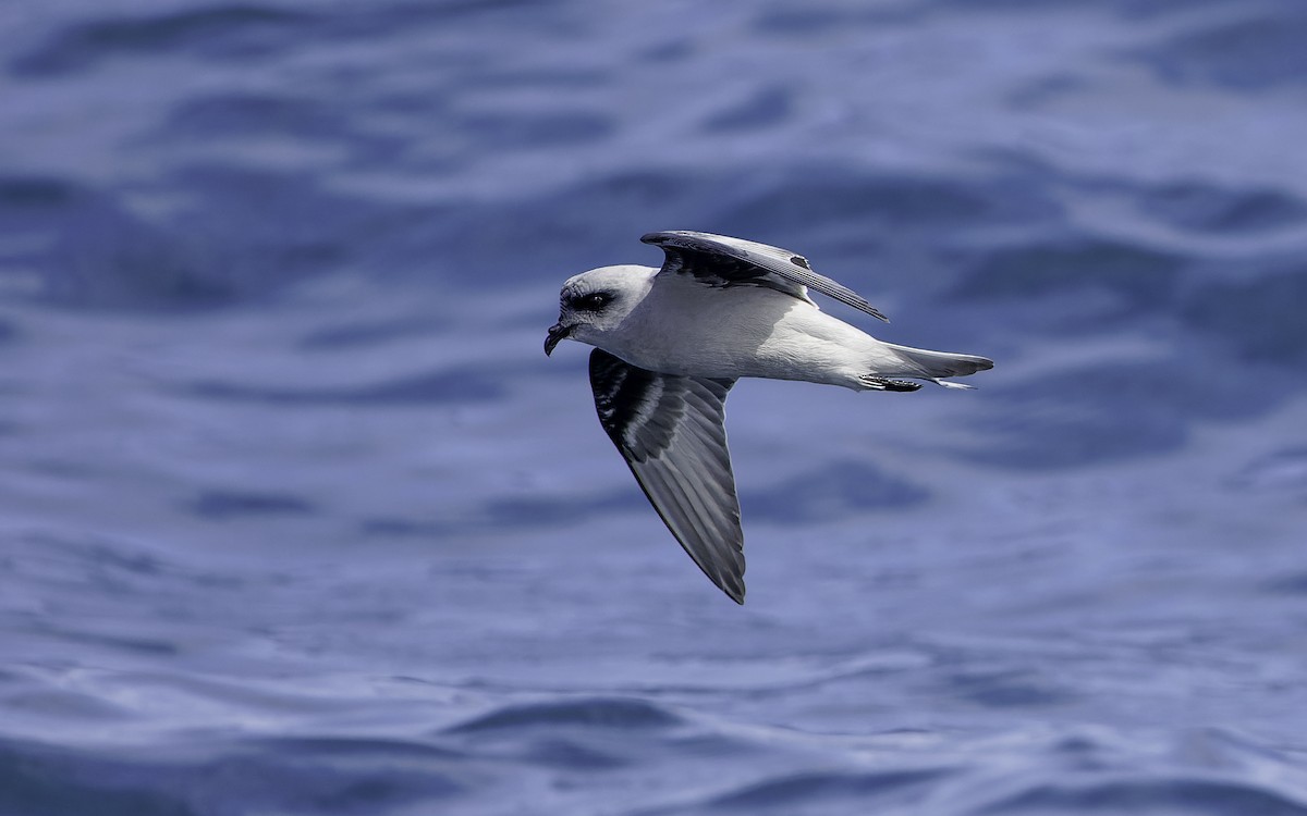 Fork-tailed Storm-Petrel - ML603294371
