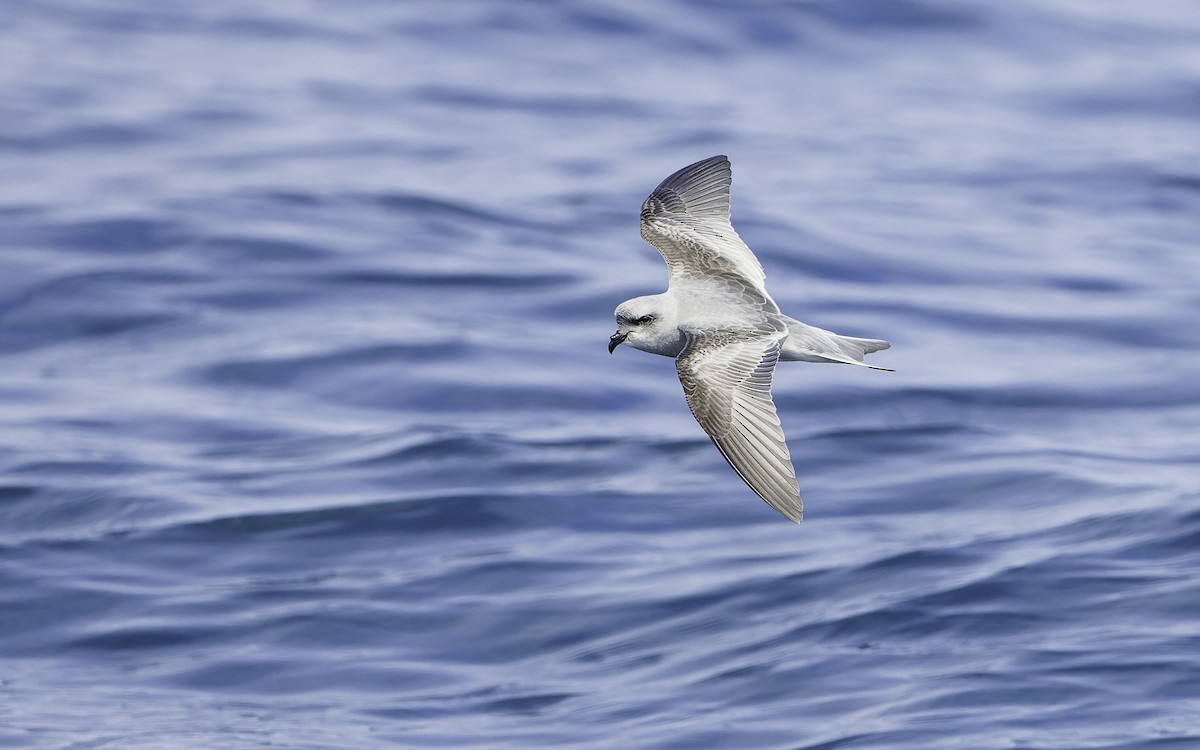 Fork-tailed Storm-Petrel - ML603294391