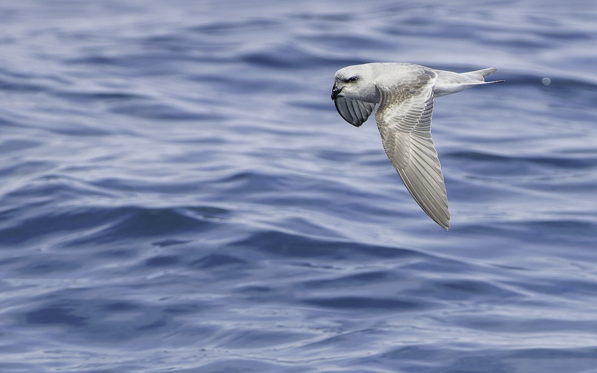 Fork-tailed Storm-Petrel - ML603294401