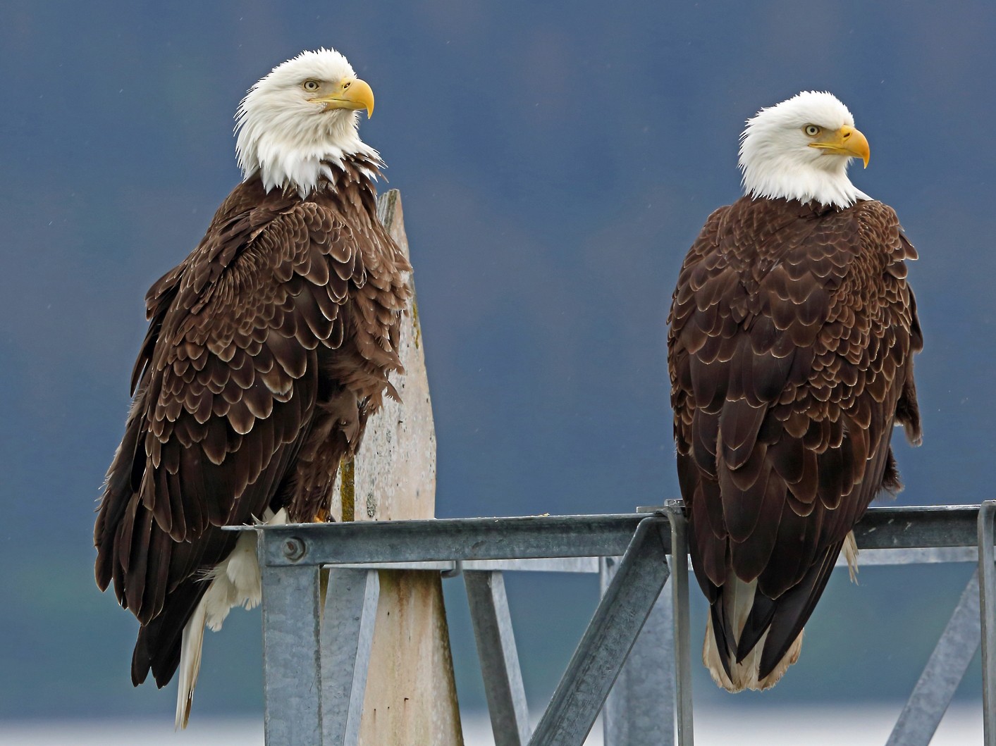 Bald Eagle - Nigel Voaden