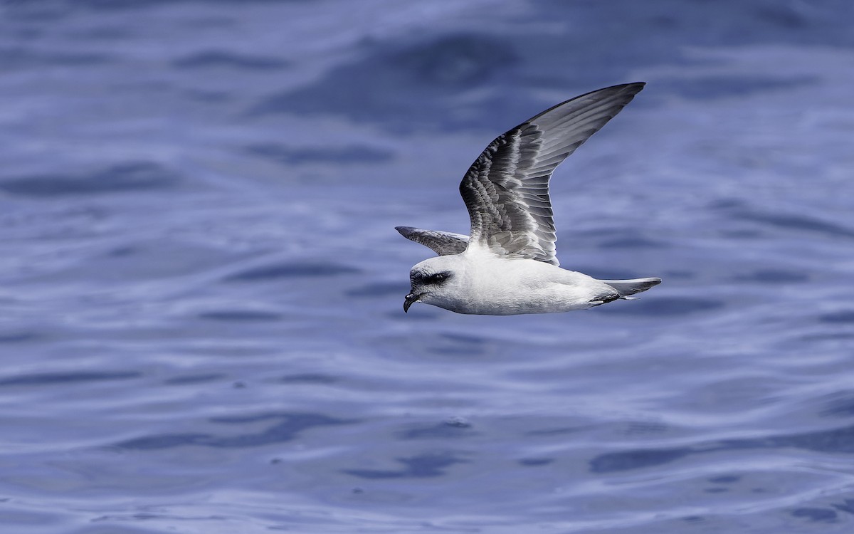 Fork-tailed Storm-Petrel - ML603294411
