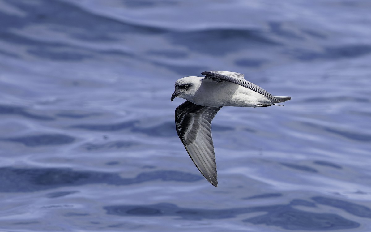 Fork-tailed Storm-Petrel - ML603294421