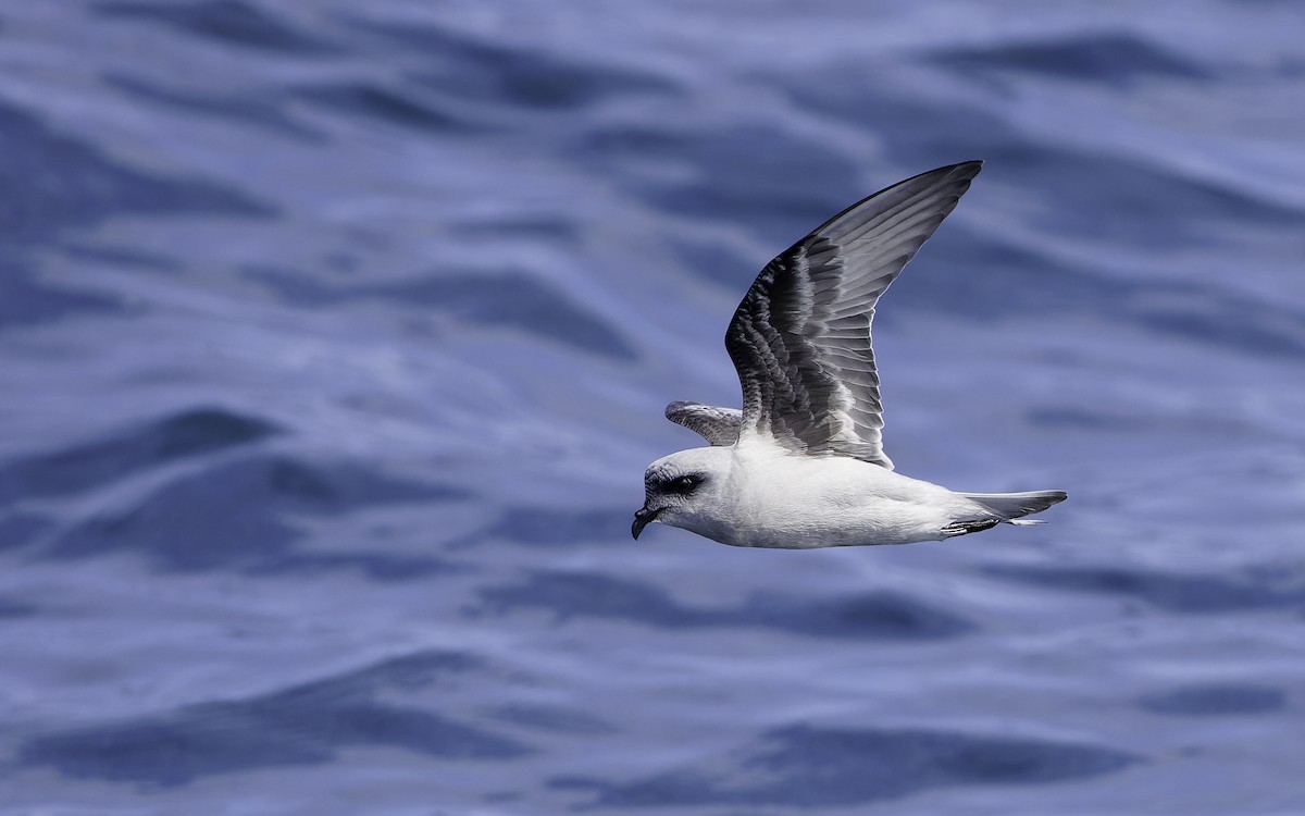 Fork-tailed Storm-Petrel - ML603294431