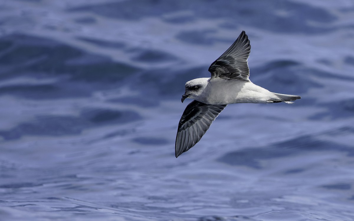 Fork-tailed Storm-Petrel - ML603294441