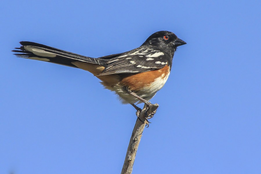 Spotted Towhee Maculatus Group Ebird