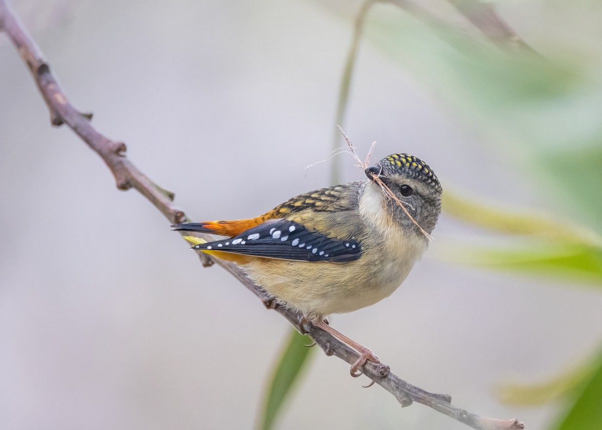 Spotted Pardalote - ML603295381