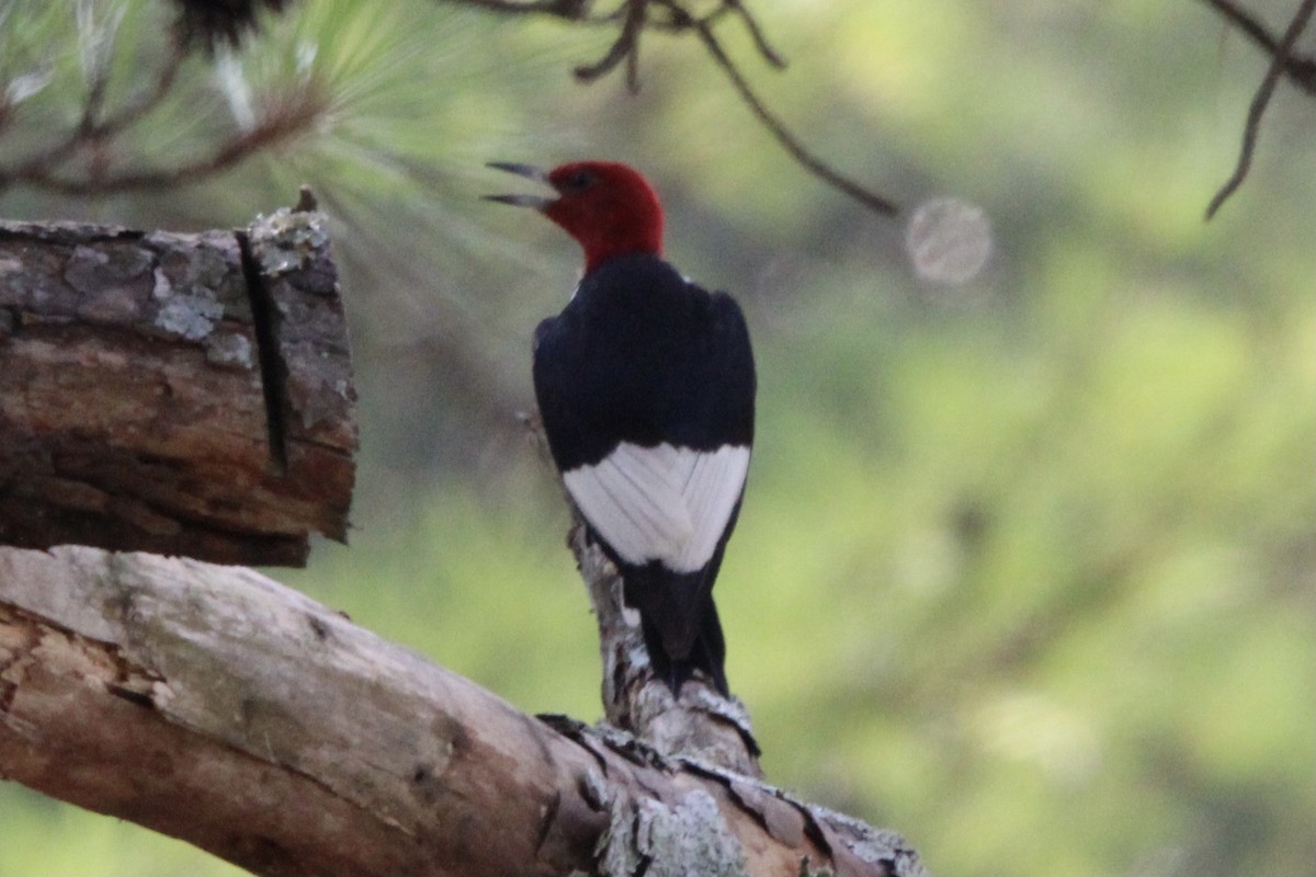 Red-headed Woodpecker - ML603295781