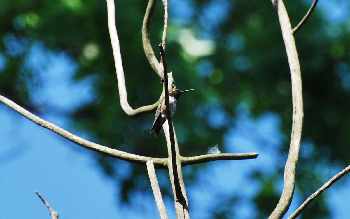 Ruby-throated Hummingbird - Brian Hicks