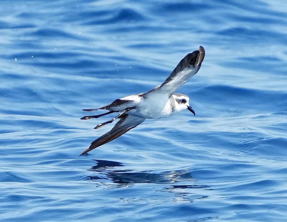 White-faced Storm-Petrel - ML603296931