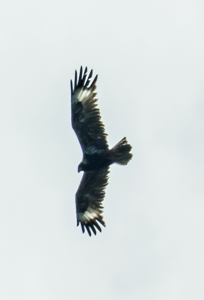 Black-breasted Kite - ML603299831
