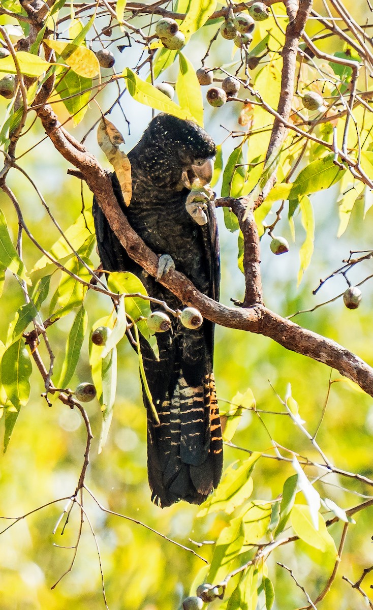 Red-tailed Black-Cockatoo - ML603301331