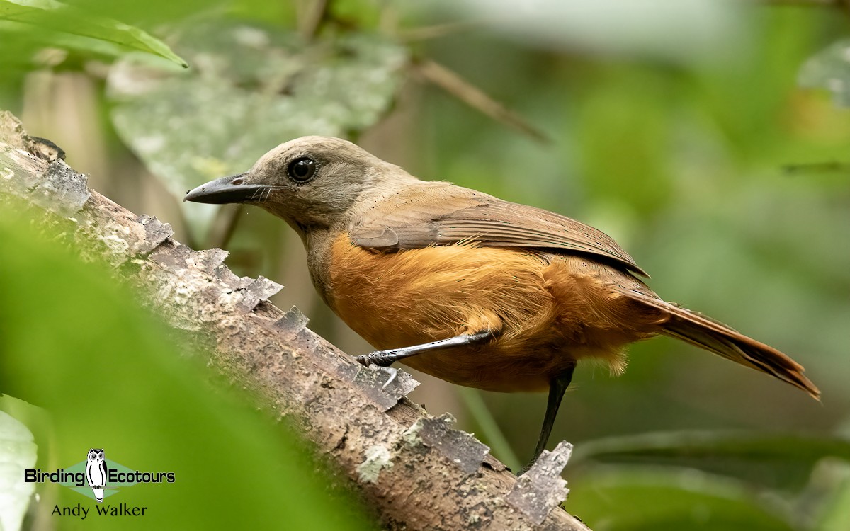Raja Ampat Pitohui - Andy Walker - Birding Ecotours