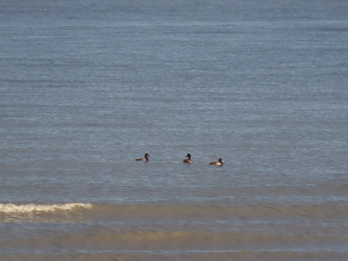 Greater Scaup - ML603305201